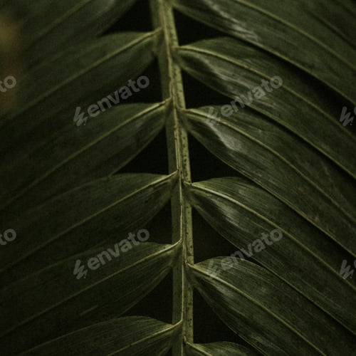 Preview: Dark leaf background jungle aesthetic for instagram post