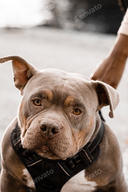 Preview: Portrait of an unusual pit bull