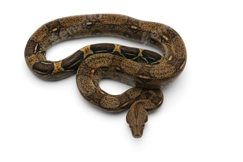 Preview: Red Tail Boa isolated on white background