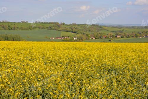 Preview: Rural summer landscape over farm fields, UK
