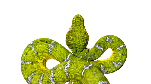 Preview: Head shot of an Adult Emerald tree boa, Corallus caninus, isolated on white