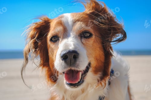 Preview: NOMINATED • Dog at the beach on a hot summer day