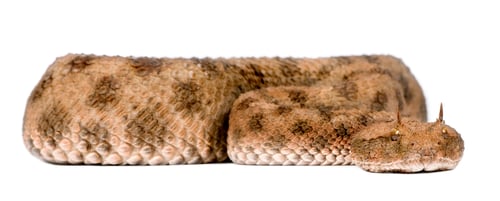 Preview: Saharan horned viper - Cerastes cerastes