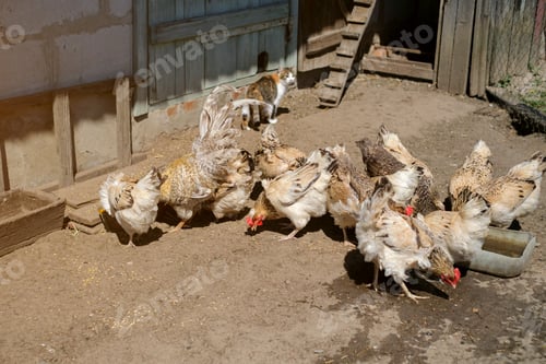 Preview: Domestic chickens near the chicken coop peck the scattered grain from the ground