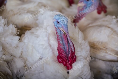 Preview: turkey farm. turkey close-up. turkey rearing concept