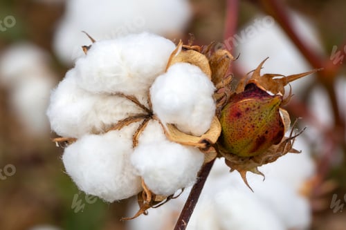 Preview: Cotton fields ready for harvesting, agriculture