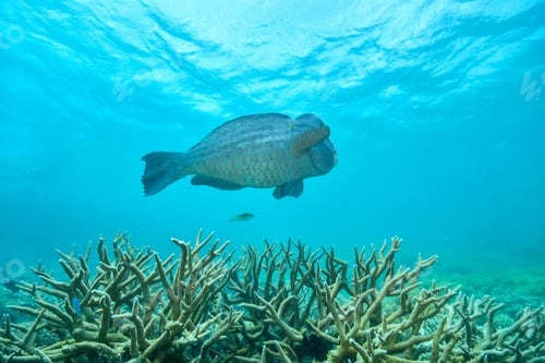 Preview: bumphead parrotfish spotted in moore reef in the great barrier reef