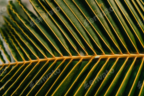 Preview: Close up view of green coconut leaf as textured pattern for your tropical advertising