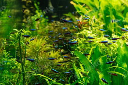 Preview: small fishes swimming under water among green seaweed in aquarium