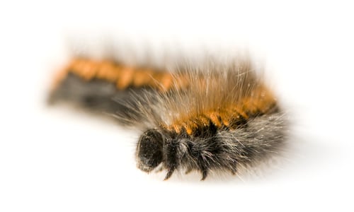 Preview: Caterpillar