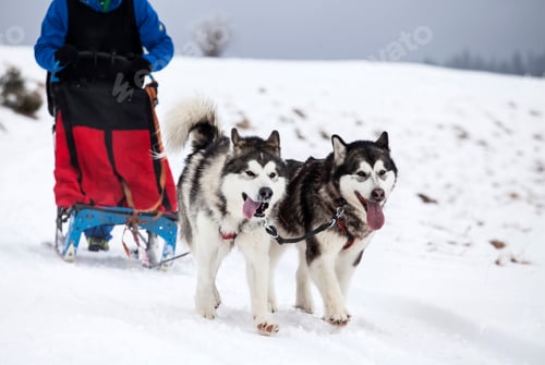 Vista previa: Sledding with husky dogs in Romania