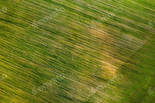 Preview: Bird's-eye view of a green field .Sowing campaign in Belarus.Nature Of Belarus.Own green field