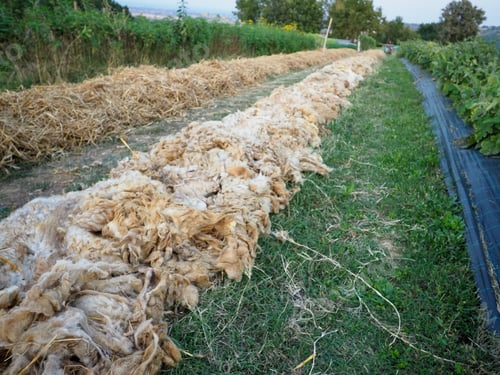 Preview: vegetables crops grow in organic vegetable garden during summertime, natural wool and plastic mulch