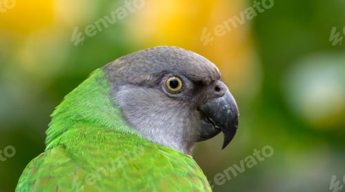 Preview: Green parrot looking to the back, nature, background