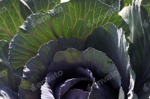 Preview: Red cabbage in garden, close up