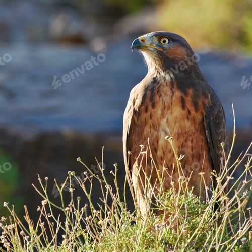 Preview: An animals eye has the power to speak. Shot of a majestic bird of prey.