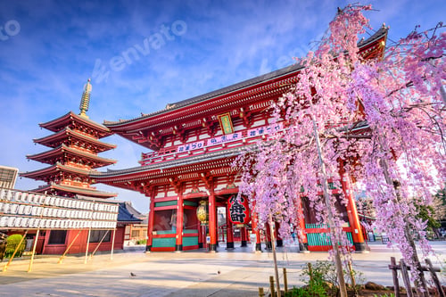 Preview: Tokyo, Japan - March 29, 2014: Spring Cherry Blossoms At Sensoji Temple'S Hozomon Gate In The