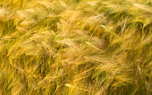 Preview: Ripening ears of yellow wheat field.