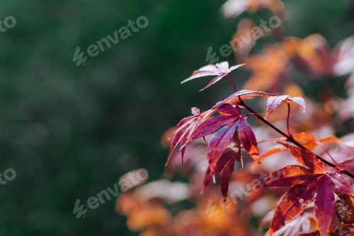 Preview: Earth tones selective focus image of red maple tree leaves against green background.