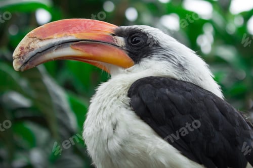 Preview: toucan, bird, colours, tropics