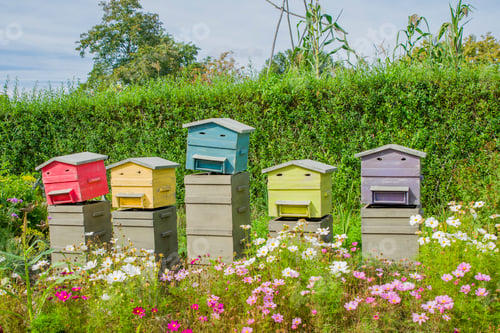 Preview: Row of wooden beehives for bees