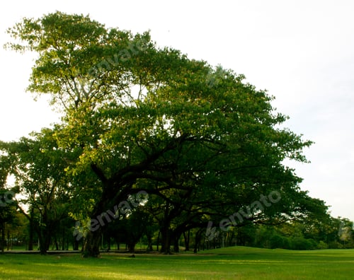 Preview: Lawn in garden with an old tree