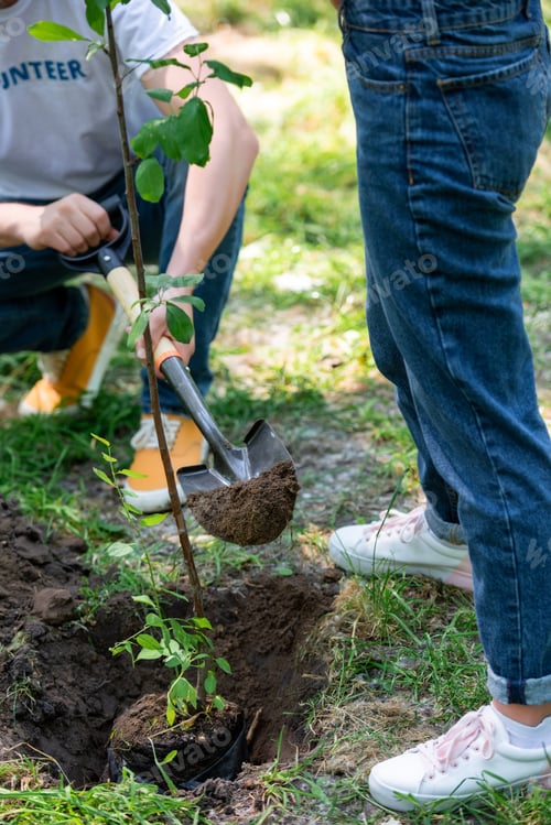 Preview: cropped view of couple planting tree with shovel