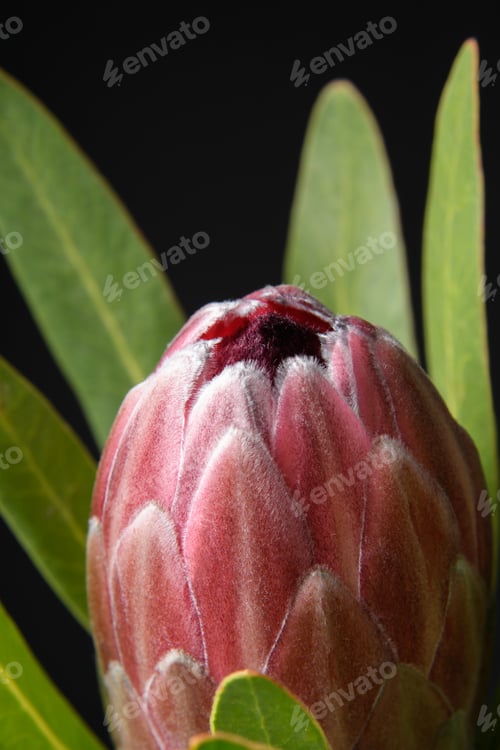 Preview: Proteus flower on a black background, close-up. The picture is framed.
