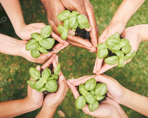 Preview: Circle of hands holding plants outside in nature. Closeup of a diverse group of people holding plan