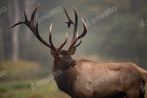 Preview: Bull Elk in the Grand Tetons