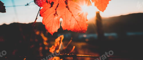 Preview: Autumn leaves on the sun on langhe vineyards piedmont italy