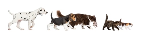 Preview: Group of cats and dogs walking