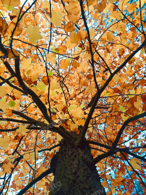 Preview: Autumn tree