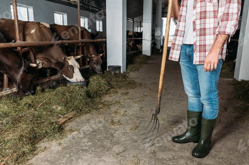 Preview: cropped shot of farmer in checkered shirt holding pitchfork while working with feeding cows in stall