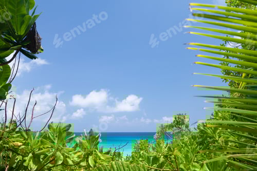 Preview: Tropical beach with palm trees