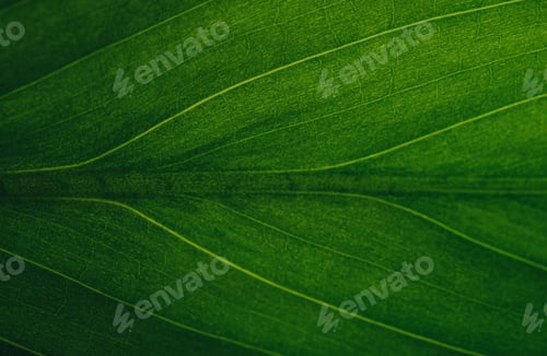 Preview: Green beautiful leafy texture