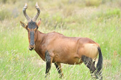 Preview: Red hartebeest
