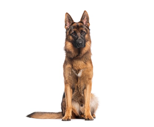 Preview: German shepherd dog sitting and looking forward on white background