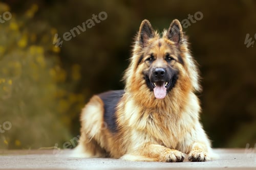 Preview: Selective focus shot of an adorable german shepherd outdoors during daylight