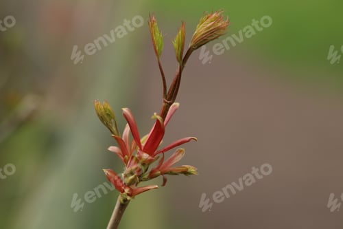 Preview: New Spring Leaves Unfurling on Tree Branch