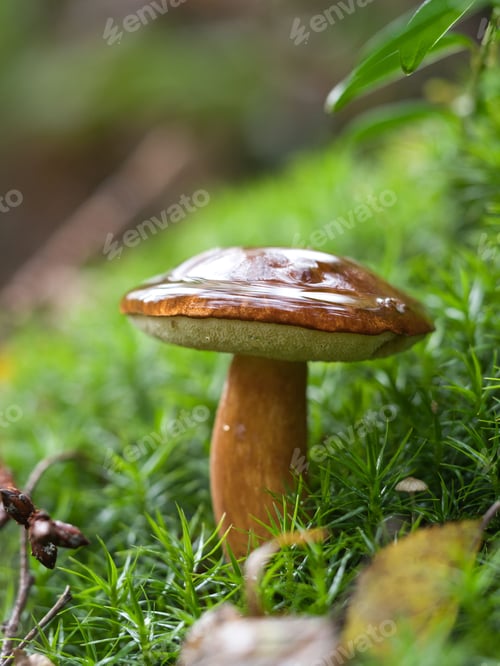 Preview: Close-up of a cluster of mushrooms growing out of moss in a lush, green forest