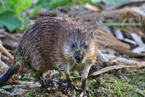 Preview: Muskrat ( Ondatra zibethica )