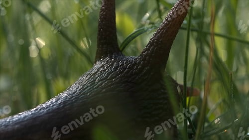 Preview: Close up of lovely big beautiful snail with moving antennae. Creative. Amazing cute slug on blurred