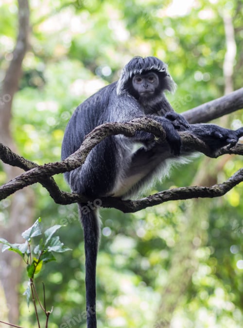 Preview: white-black monkey on a tree branch
