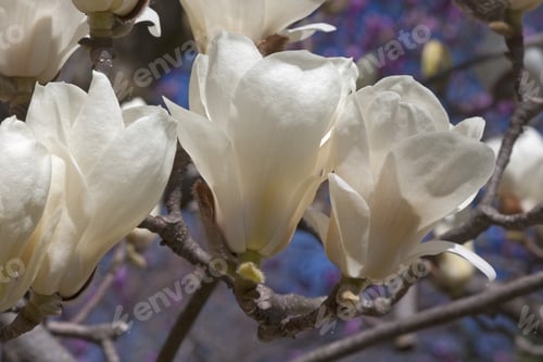 Preview: Yulan Magnolia (Magnolia Denudata). Called Lilytree Also. Another Scientific Name Is Yulania