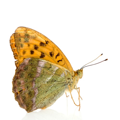 Preview: Silver Washed Fritillary Butterfly
