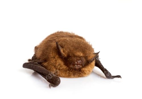 Preview: Pipistrellus pipistrellus in studio