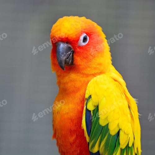 Preview: Sun Conure