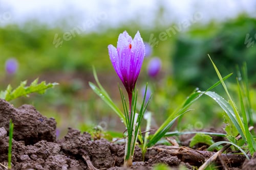 Preview: Crocus bloomed in autumn on the farmer's plantation.