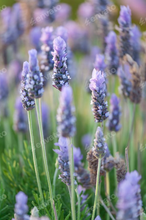Preview: Wild flowers on the field in summer